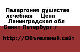 Пеларгония душистая (лечебная) › Цена ­ 100 - Ленинградская обл., Санкт-Петербург г.  »    